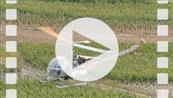 FZ017758 Helicoprter spraying vines.mp4